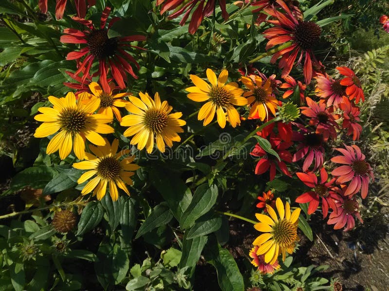 Λουλούδια Echinacea στο χορτοτάπητα στοκ φωτογραφία Λουλούδια Echinacea στο χορτοτάπητα στοκ φωτογραφία
