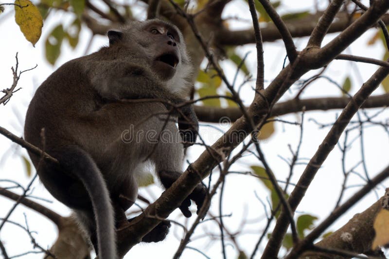 Με μακριά ουρά macaque, Langkawi, Μαλαισία στοκ εικόνες Με μακριά ουρά macaque, Langkawi, Μαλαισία στοκ εικόνες