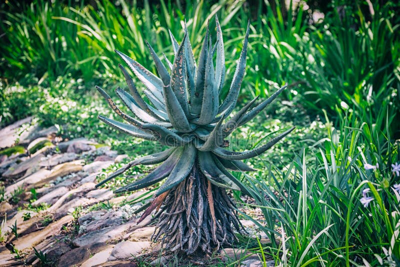Μεγάλες aloe εγκαταστάσεις στο βοτανικό κήπο στη Νότια Αφρική στοκ εικόνα με δικαίωμα ελεύθερης χρήσης Μεγάλες aloe εγκαταστάσεις στο βοτανικό κήπο στη Νότια Αφρική στοκ εικόνα με δικαίωμα ελεύθερης χρήσης