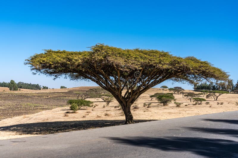 Μεγάλο δέντρο στο δρόμο από Gondar στα βουνά Simien, Αιθιοπία, Αφρική στοκ εικόνες Μεγάλο δέντρο στο δρόμο από Gondar στα βουνά Simien, Αιθιοπία, Αφρική στοκ εικόνες