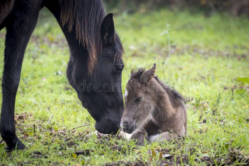 Μητέρα που καλωσορίζει νεογέννητο foal στοκ φωτογραφία Μητέρα που καλωσορίζει νεογέννητο foal στοκ φωτογραφία