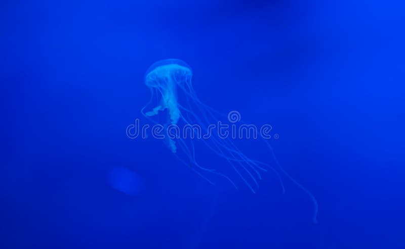 Μέδουσα Amakusa ή malayensis Sanderia στοκ φωτογραφία με δικαίωμα ελεύθερης χρήσης Μέδουσα Amakusa ή malayensis Sanderia στοκ φωτογραφία με δικαίωμα ελεύθερης χρήσης
