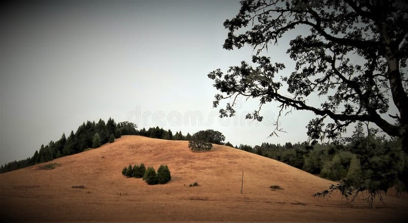 Μυστήρια δάση, Όρεγκον roseburg στοκ φωτογραφία με δικαίωμα ελεύθερης χρήσης Μυστήρια δάση, Όρεγκον roseburg στοκ φωτογραφία με δικαίωμα ελεύθερης χρήσης