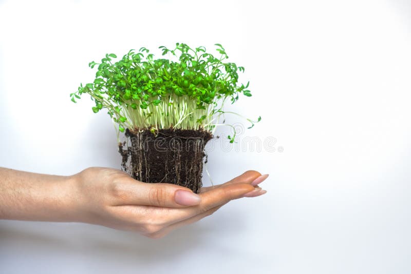 Νέο eco σωλήνων πράσινων εγκαταστάσεων στοκ εικόνα Νέο eco σωλήνων πράσινων εγκαταστάσεων στοκ εικόνα