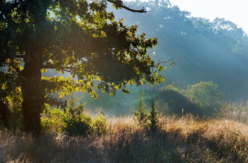 Ο ήλιος αύξησης περιέρχεται στο misty δασικό τρόπο στα θερμά χρώματα του φθινοπώρου στοκ φωτογραφία με δικαίωμα ελεύθερης χρήσης Ο ήλιος αύξησης περιέρχεται στο misty δασικό τρόπο στα θερμά χρώματα του φθινοπώρου στοκ φωτογραφία με δικαίωμα ελεύθερης χρήσης