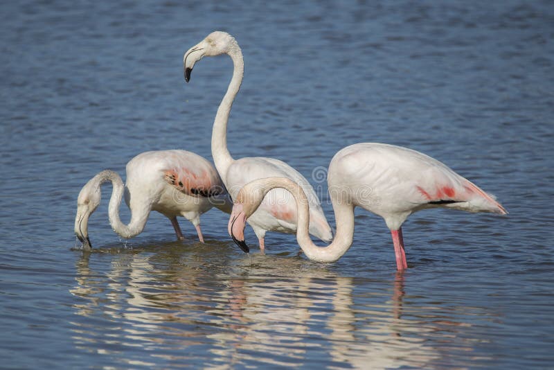 Ομάδα ρόδινου roseus phoenicopterus φλαμίγκο στο φυσικό πάρκο των ελών Ampurdà ¡ ν στοκ εικόνα Ομάδα ρόδινου roseus phoenicopterus φλαμίγκο στο φυσικό πάρκο των ελών Ampurdà ¡ ν στοκ εικόνα