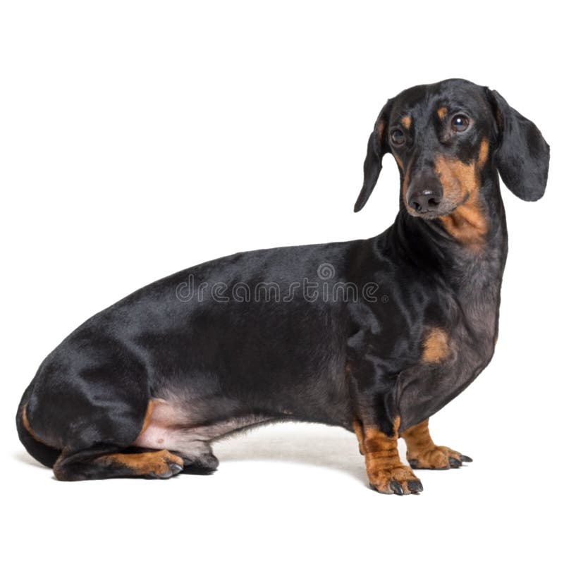 Ένα κουτάβι σκυλιών της αρσενικής φυλής dachshund, ο Μαύρος και μαύρισμα απομονωμένος στο άσπρο υπόβαθρο στοκ εικόνα Ένα κουτάβι σκυλιών της αρσενικής φυλής dachshund, ο Μαύρος και μαύρισμα απομονωμένος στο άσπρο υπόβαθρο στοκ εικόνα