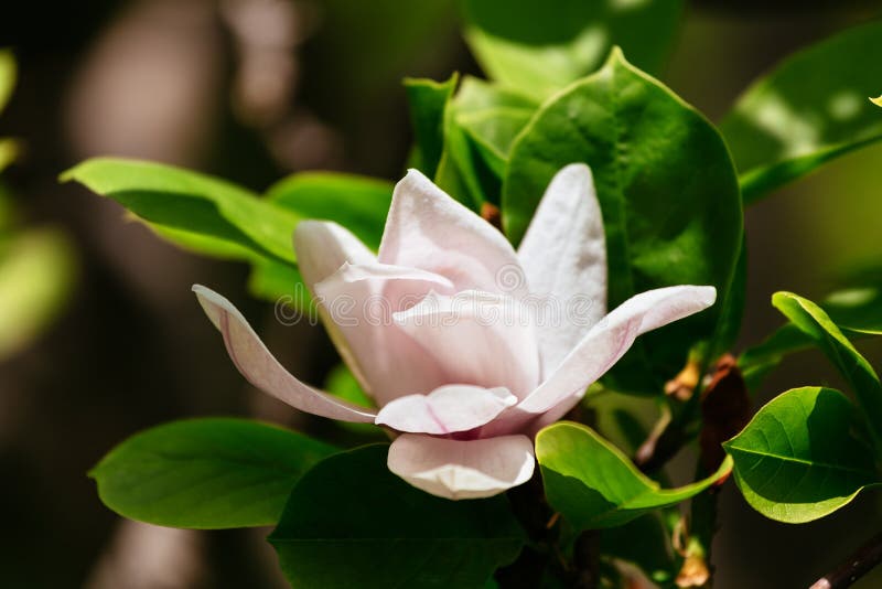 ένα όμορφο άσπρο λουλούδι magnolia με τη φρέσκια μυρωδιά στοκ φωτογραφία ένα όμορφο άσπρο λουλούδι magnolia με τη φρέσκια μυρωδιά στοκ φωτογραφία