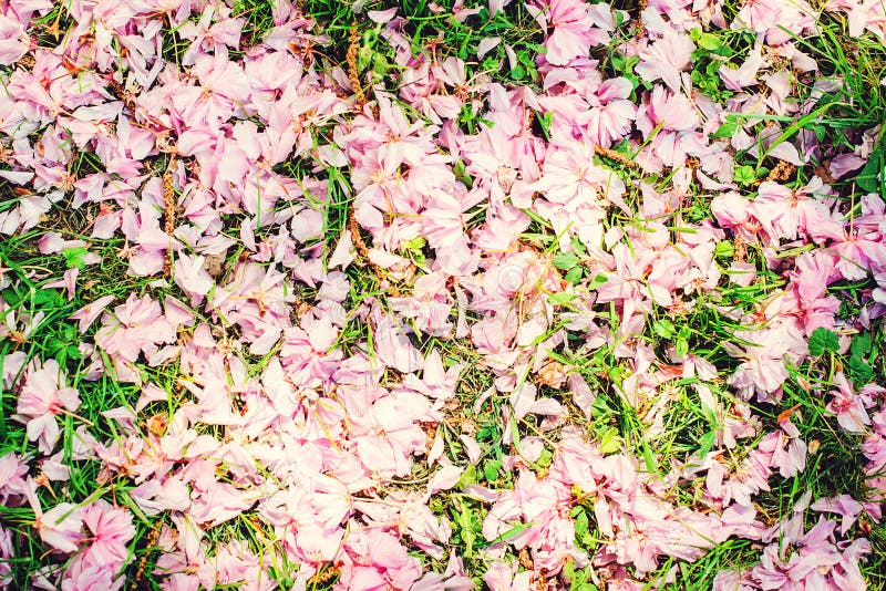 Ρόδινα λουλούδια sakura αφορημένος την πράσινη χλόη Άνθος κεράσι-Sakura στη χλόη άνοιξη Λουλούδι Sakura στην πλήρη άνθιση στοκ φωτογραφία με δικαίωμα ελεύθερης χρήσης Ρόδινα λουλούδια sakura αφορημένος την πράσινη χλόη Άνθος κεράσι-Sakura στη χλόη άνοιξη Λουλούδι Sakura στην πλήρη άνθιση στοκ φωτογραφία με δικαίωμα ελεύθερης χρήσης