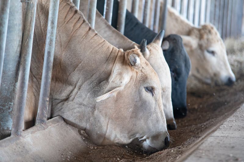Σύγχρονος αγροτικός σταύλος Αρμέγοντας αγελάδες Οι αγελάδες σπιτιών χρησιμοποιούνται στις θέσεις, συνήθως αγροτικές, χωρίς κατάλλ στοκ φωτογραφία με δικαίωμα ελεύθερης χρήσης Σύγχρονος αγροτικός σταύλος Αρμέγοντας αγελάδες Οι αγελάδες σπιτιών χρησιμοποιούνται στις θέσεις, συνήθως αγροτικές, χωρίς κατάλλ στοκ φωτογραφία με δικαίωμα ελεύθερης χρήσης