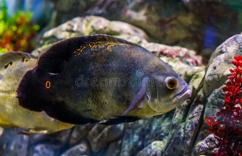 Τίγρη του Oscar cichlid με το συνήθως στερεό γκρίζο χρώμα και μερικά πορτοκαλιά σημεία, δημοφιλές κατοικίδιο ζώο στην υδατοκαλλιέ στοκ εικόνα Τίγρη του Oscar cichlid με το συνήθως στερεό γκρίζο χρώμα και μερικά πορτοκαλιά σημεία, δημοφιλές κατοικίδιο ζώο στην υδατοκαλλιέ στοκ εικόνα