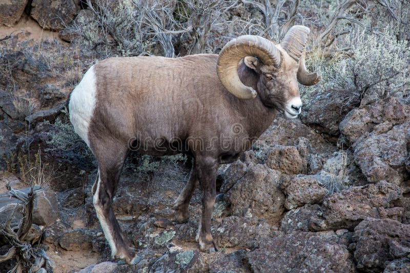 Τα μεγάλα δύσκολα πρόβατα βουνών bighorn χώνουν στο φαράγγι του Rio Grande κοντά σε Taos, Νέο Μεξικό στοκ εικόνες με δικαίωμα ελεύθερης χρήσης Τα μεγάλα δύσκολα πρόβατα βουνών bighorn χώνουν στο φαράγγι του Rio Grande κοντά σε Taos, Νέο Μεξικό στοκ εικόνες με δικαίωμα ελεύθερης χρήσης