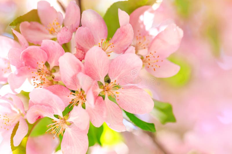 Τα πανέμορφα stamens του άνθους ανθίζουν με τα ρόδινα και κόκκινα πέταλα στο υπόβαθρο του μπλε ουρανού Υπόβαθρο Πάσχας με το άνθο στοκ εικόνες