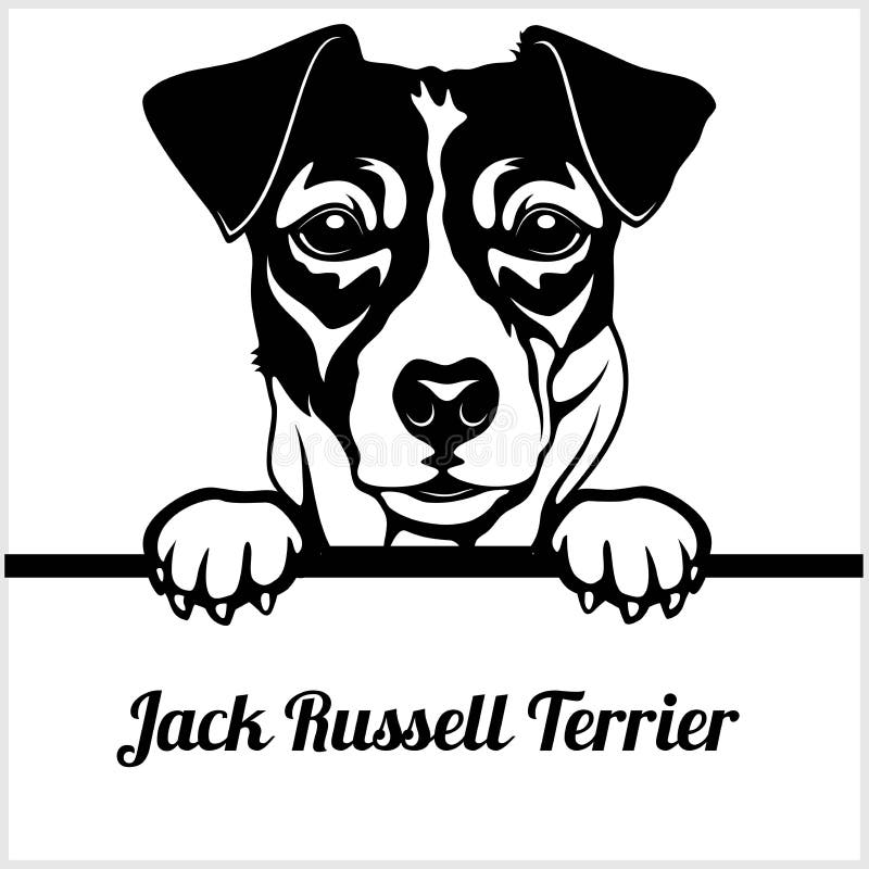 Τεριέ του Jack Russell - σκυλιά κρυφοκοιτάγματος - - κεφάλι προσώπου φυλής που απομονώνεται στο λευκό απεικόνιση αποθεμάτων