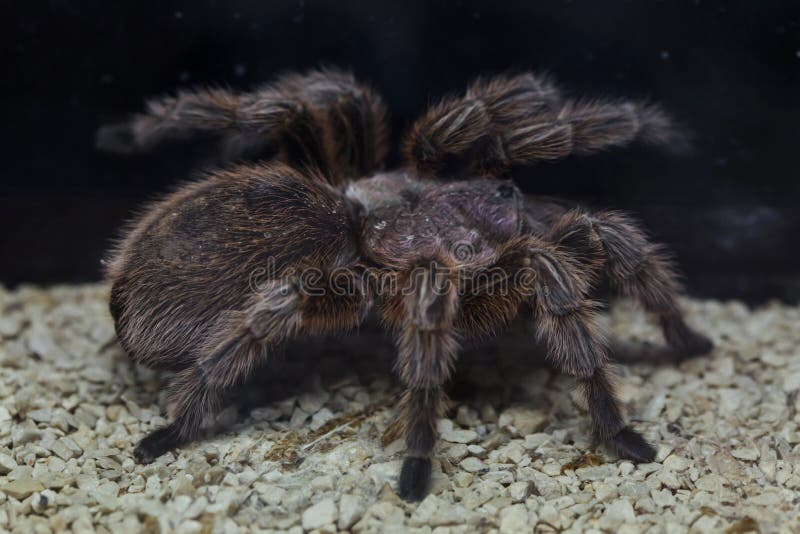 Της Χιλής αυξήθηκε rosea Grammostola tarantula στοκ εικόνα με δικαίωμα ελεύθερης χρήσης Της Χιλής αυξήθηκε rosea Grammostola tarantula στοκ εικόνα με δικαίωμα ελεύθερης χρήσης
