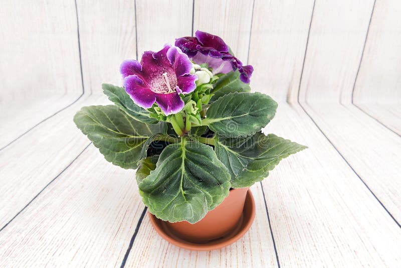 Το Gloxinia αγόρασε μέσα ένα ανθοπωλείο στοκ εικόνες με δικαίωμα ελεύθερης χρήσης Το Gloxinia αγόρασε μέσα ένα ανθοπωλείο στοκ εικόνες με δικαίωμα ελεύθερης χρήσης