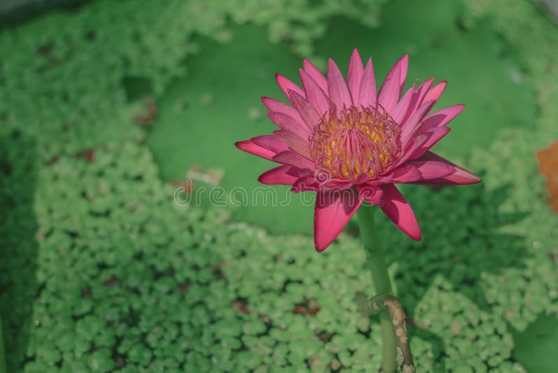 Το stellata Nymphaea ή ο κρίνος νερού με τα ρόδινα πτερύγια και την κίτρινη γύρη είναι ένα εργοστάσιο νερού με έναν υπόγειο μίσχο στοκ φωτογραφίες Το stellata Nymphaea ή ο κρίνος νερού με τα ρόδινα πτερύγια και την κίτρινη γύρη είναι ένα εργοστάσιο νερού με έναν υπόγειο μίσχο στοκ φωτογραφίες