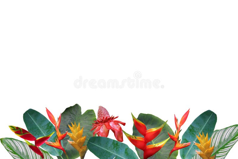 Το κολάζ φωτογραφιών Heliconia και της πιπερόριζας ανθίζει και φεύγει στο υπόβαθρο κοραλλιών κλίσης στοκ εικόνες με δικαίωμα ελεύθερης χρήσης Το κολάζ φωτογραφιών Heliconia και της πιπερόριζας ανθίζει και φεύγει στο υπόβαθρο κοραλλιών κλίσης στοκ εικόνες με δικαίωμα ελεύθερης χρήσης