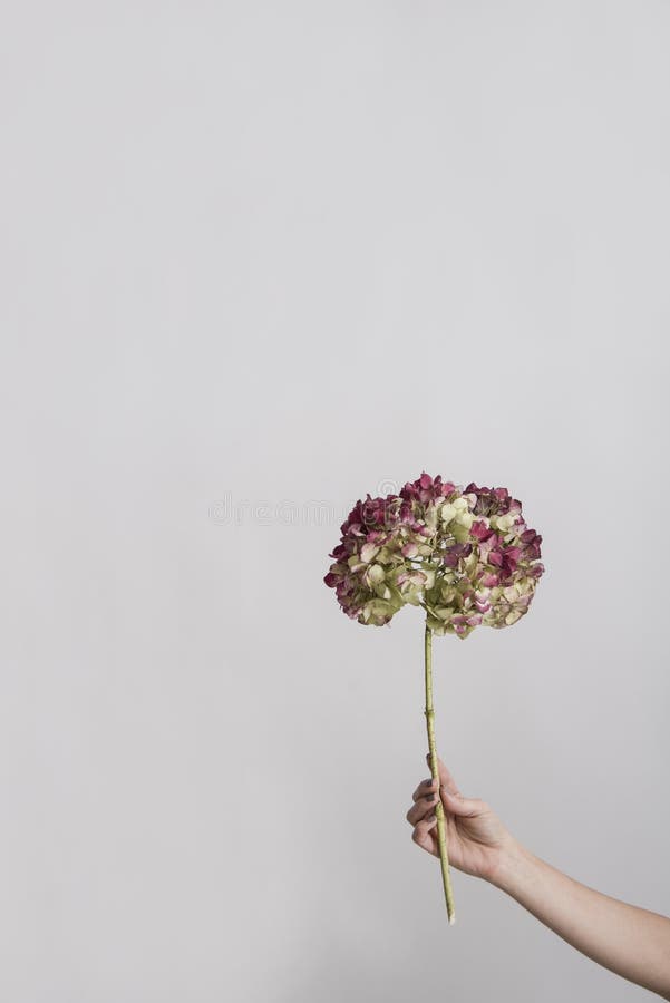 Το χέρι της γυναίκας κρατά ένα ραβδί hortensia στοκ εικόνα με δικαίωμα ελεύθερης χρήσης