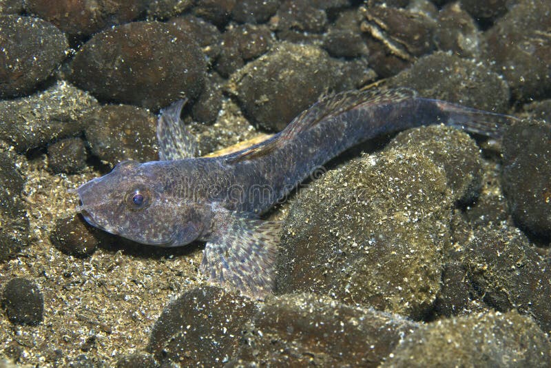 Του γλυκού νερού marmoratus Proterorhinus γοβιών Tubenose ψαριών υποβρύχιο στοκ εικόνες Του γλυκού νερού marmoratus Proterorhinus γοβιών Tubenose ψαριών υποβρύχιο στοκ εικόνες