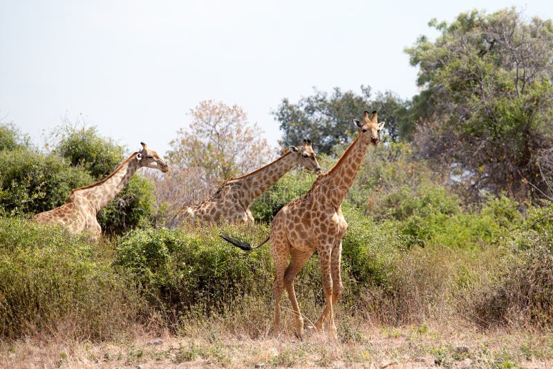 Τρία giraffes στην κίτρινη χλόη, πράσινα δέντρα και στενός επάνω υποβάθρου μπλε ουρανού στο εθνικό πάρκο Chobe, σαφάρι στη Μποτσο στοκ εικόνες Τρία giraffes στην κίτρινη χλόη, πράσινα δέντρα και στενός επάνω υποβάθρου μπλε ουρανού στο εθνικό πάρκο Chobe, σαφάρι στη Μποτσο στοκ εικόνες