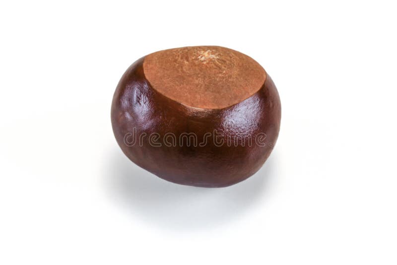 Φρούτα hippocastanum Aesculus κάστανων αλόγων που απομονώνονται στο άσπρο υπόβαθρο στοκ εικόνες με δικαίωμα ελεύθερης χρήσης Φρούτα hippocastanum Aesculus κάστανων αλόγων που απομονώνονται στο άσπρο υπόβαθρο στοκ εικόνες με δικαίωμα ελεύθερης χρήσης