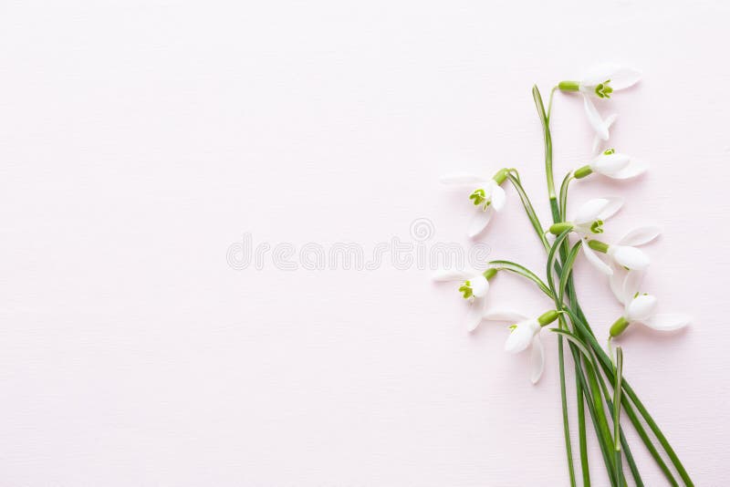Φρέσκα snowdrops στο ρόδινο υπόβαθρο με τη θέση για το κείμενο Ευχετήρια κάρτα άνοιξη στοκ εικόνα με δικαίωμα ελεύθερης χρήσης Φρέσκα snowdrops στο ρόδινο υπόβαθρο με τη θέση για το κείμενο Ευχετήρια κάρτα άνοιξη στοκ εικόνα με δικαίωμα ελεύθερης χρήσης