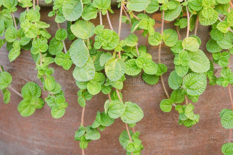 Φυσικά πράσινα officinalis μεντών ή melissa που κρεμούν στο καφετί υπόβαθρο δοχείων πήλινου είδους στοκ εικόνες με δικαίωμα ελεύθερης χρήσης Φυσικά πράσινα officinalis μεντών ή melissa που κρεμούν στο καφετί υπόβαθρο δοχείων πήλινου είδους στοκ εικόνες με δικαίωμα ελεύθερης χρήσης