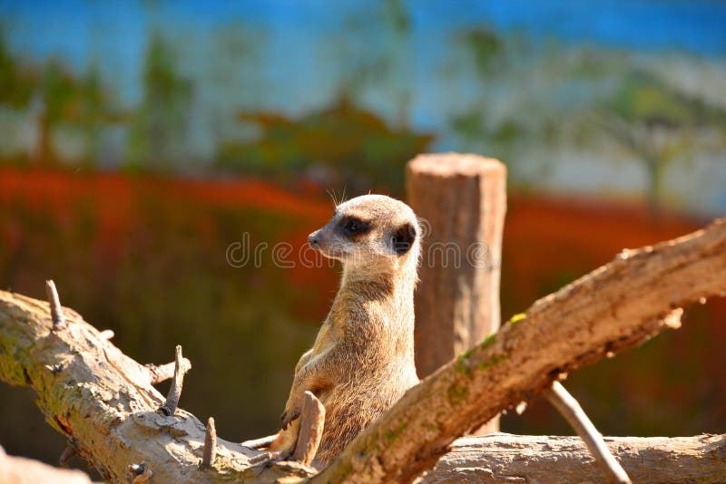 Χαριτωμένος λίγο meerkat που στέκεται στο ξύλο στο ζωολογικό κήπο στοκ εικόνα Χαριτωμένος λίγο meerkat που στέκεται στο ξύλο στο ζωολογικό κήπο στοκ εικόνα