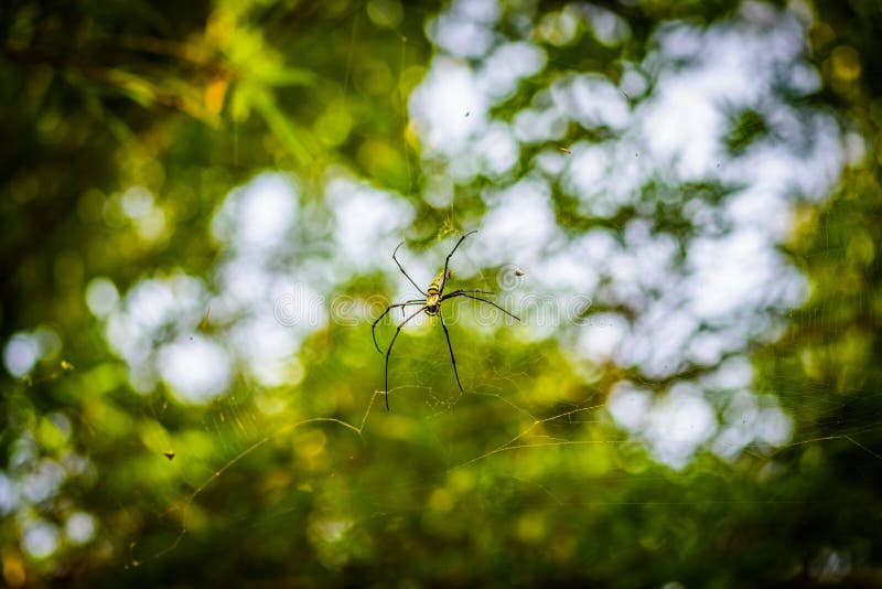 Χρυσός υφαντής Nephila σφαιρών μεταξιού ή γιγαντιαίες ξύλινες αράχνες, ή αράχνες μπανανών Μεγάλη ζωηρόχρωμη αράχνη στον Ιστό του στοκ φωτογραφία Χρυσός υφαντής Nephila σφαιρών μεταξιού ή γιγαντιαίες ξύλινες αράχνες, ή αράχνες μπανανών Μεγάλη ζωηρόχρωμη αράχνη στον Ιστό του στοκ φωτογραφία