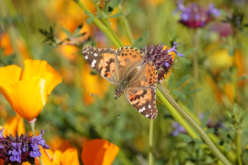 Χρωματισμένος την κυρία Butterfly σε ένα λουλούδι σε μια κονσέρβα φύσης Καλιφόρνιας στοκ φωτογραφία Χρωματισμένος την κυρία Butterfly σε ένα λουλούδι σε μια κονσέρβα φύσης Καλιφόρνιας στοκ φωτογραφία