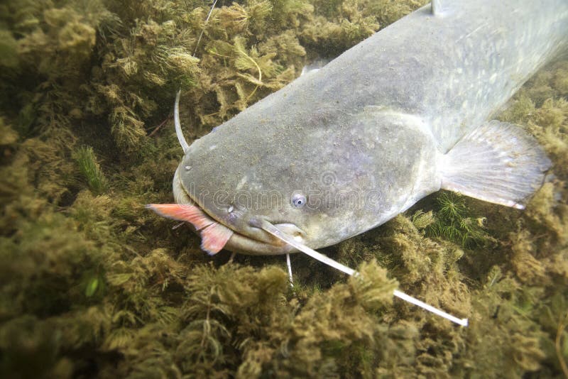 Υποβρύχια φωτογραφία του γατόψαρου Silurus Glanis στοκ εικόνες