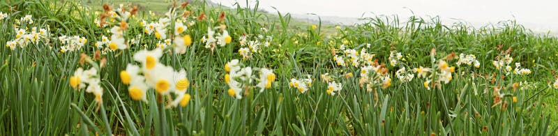 Πανοραμική άποψη του λιβαδιού των άγριων daffodils στοκ εικόνες Πανοραμική άποψη του λιβαδιού των άγριων daffodils στοκ εικόνες
