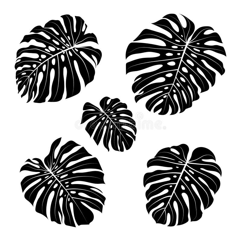 Περίληψη φύλλων Monstera, μαύρα φύλλα monstera σκιαγραφιών τροπικά επίσης corel σύρετε το διάνυσμα απεικόνισης απεικόνιση αποθεμάτων Περίληψη φύλλων Monstera, μαύρα φύλλα monstera σκιαγραφιών τροπικά επίσης corel σύρετε το διάνυσμα απεικόνισης απεικόνιση αποθεμάτων