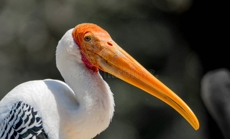 Πορτρέτο Upclose ενός χρωματισμένου πελαργού σε ένα μονοχρωματικό υπόβαθρο - leucocephala Mycteria στοκ φωτογραφία με δικαίωμα ελεύθερης χρήσης Πορτρέτο Upclose ενός χρωματισμένου πελαργού σε ένα μονοχρωματικό υπόβαθρο - leucocephala Mycteria στοκ φωτογραφία με δικαίωμα ελεύθερης χρήσης