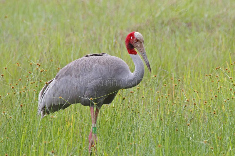 Πουλιά antigone Grus γερανών Sarus της Ταϊλάνδης στοκ φωτογραφία με δικαίωμα ελεύθερης χρήσης Πουλιά antigone Grus γερανών Sarus της Ταϊλάνδης στοκ φωτογραφία με δικαίωμα ελεύθερης χρήσης