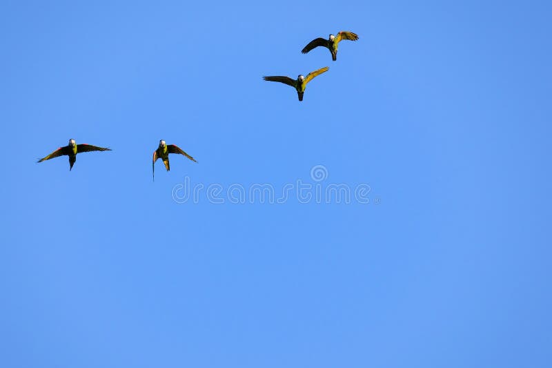 Πέταγμα κόκκινος-που επωμίζεται macaw στις άγρια περιοχές, Diopsittaca Nobilis, Aquidauana, Mato Grosso Do Sul, Βραζιλία στοκ εικόνα με δικαίωμα ελεύθερης χρήσης Πέταγμα κόκκινος-που επωμίζεται macaw στις άγρια περιοχές, Diopsittaca Nobilis, Aquidauana, Mato Grosso Do Sul, Βραζιλία στοκ εικόνα με δικαίωμα ελεύθερης χρήσης