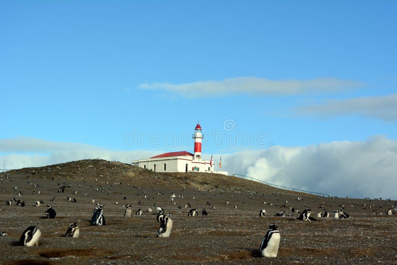 Ð ¡ olony Magellanic pingwiny fotografia stock Ð ¡ olony Magellanic pingwiny fotografia stock