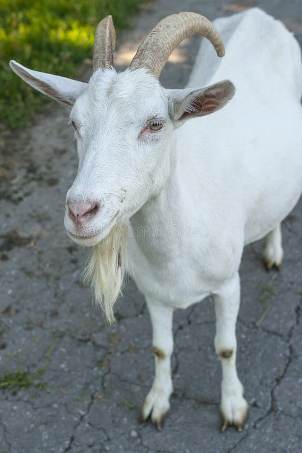 Ð-¡ urious Ziege, die Ihre Antwort wartet lizenzfreie stockfotografie Ð-¡ urious Ziege, die Ihre Antwort wartet lizenzfreie stockfotografie