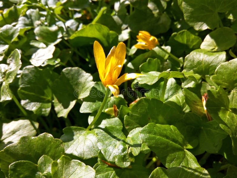 Дикий меньшее ficaria Ranúnculus цветка Celandine с листьями в предыдущей весне стоковые изображения rf Дикий меньшее ficaria Ranúnculus цветка Celandine с листьями в предыдущей весне стоковые изображения rf