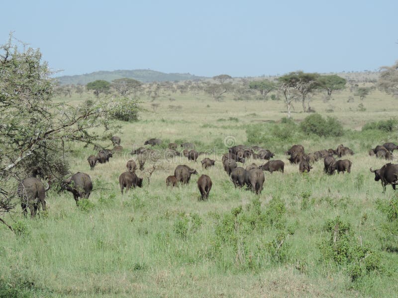 Африканские буйволы в национальном парке Serengeti, Танзании стоковые фото Африканские буйволы в национальном парке Serengeti, Танзании стоковые фото