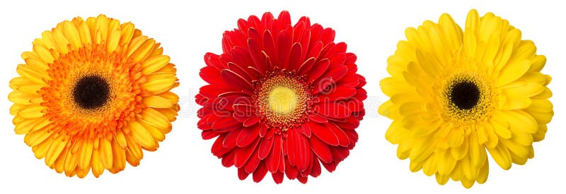 Большой выбор красочного jamesonii Gerbera цветка Gerbera изолированного на белой предпосылке Различная красная, желтый, оранжевы стоковое фото Большой выбор красочного jamesonii Gerbera цветка Gerbera изолированного на белой предпосылке Различная красная, желтый, оранжевы стоковое фото