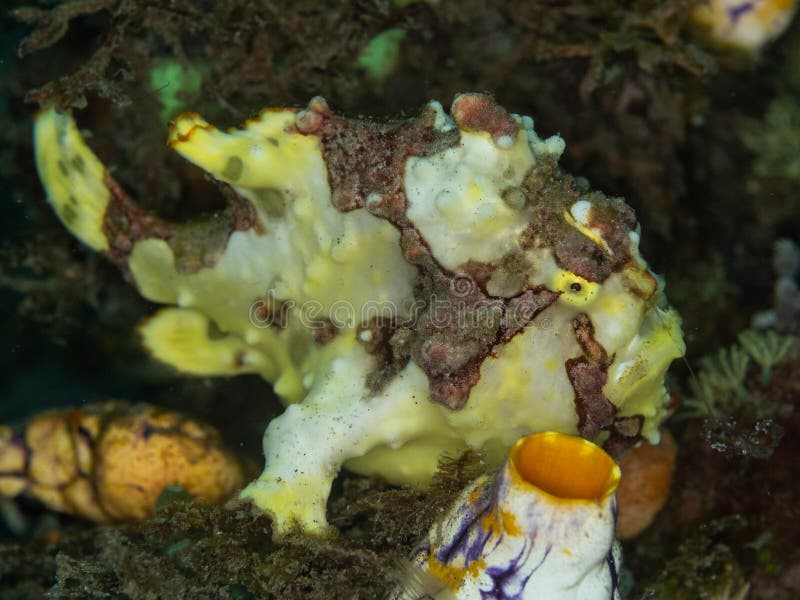 Бородавчатый frogfish, maculatus Antennarius Lembeh, северный Сулавеси стоковая фотография rf Бородавчатый frogfish, maculatus Antennarius Lembeh, северный Сулавеси стоковая фотография rf