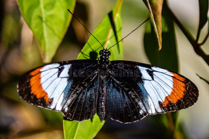 Бабочка Heliconius черных, апельсина, белых и голубых на зеленых лист стоковое изображение Бабочка Heliconius черных, апельсина, белых и голубых на зеленых лист стоковое изображение