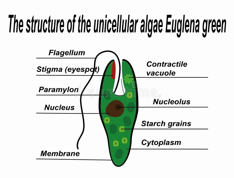 The structure of the unicellular algae Euglena green. stock illustration
