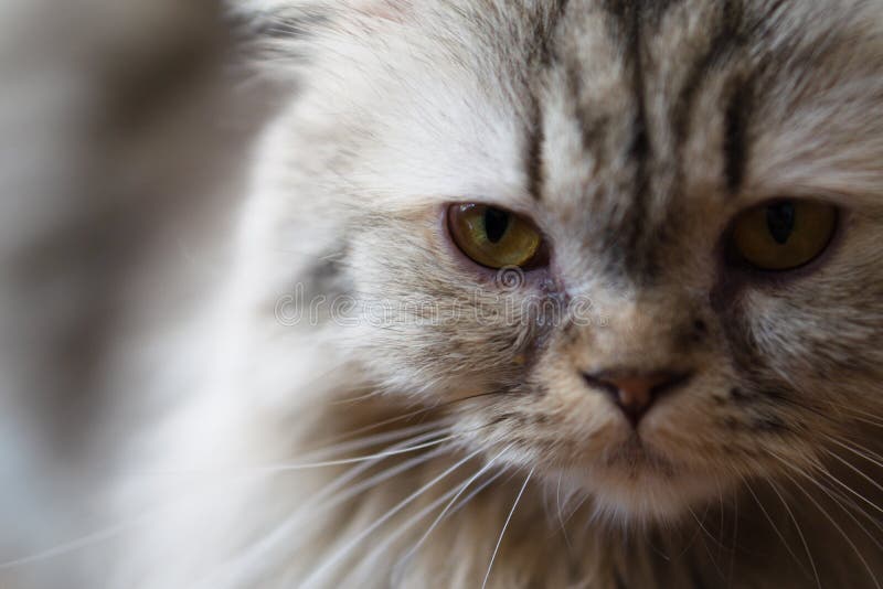 Близкий поднимающий вверх портрет милый кот Выборочный фокус на cat' глаз s стоковые изображения rf Близкий поднимающий вверх портрет милый кот Выборочный фокус на cat' глаз s стоковые изображения rf