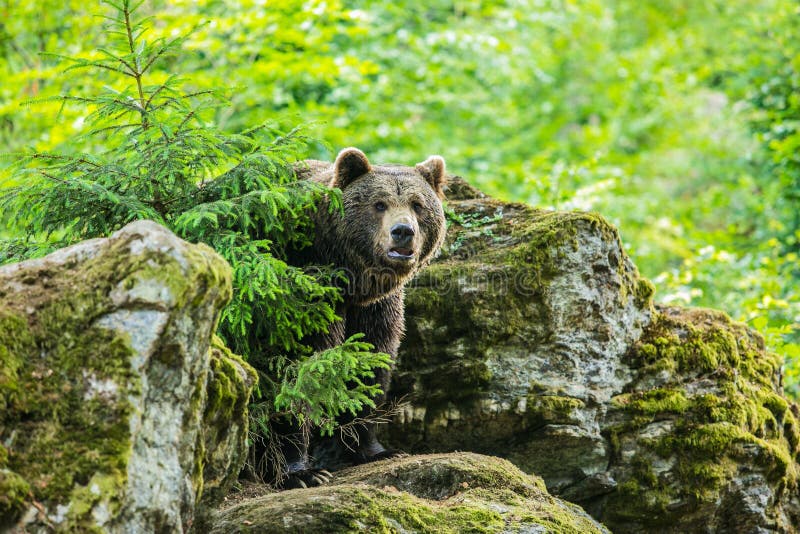 Бурый медведь, arctos Ursus, стоя перед утесом стоковые фото Бурый медведь, arctos Ursus, стоя перед утесом стоковые фото