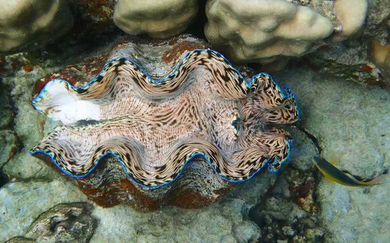 Гигантский Clam с яркими внутренними и тропическими рыбами Antheus стоковое изображение Гигантский Clam с яркими внутренними и тропическими рыбами Antheus стоковое изображение