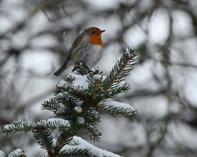 Европейский робин, rubecula Erithacus сидит на снежной ветви ели стоковая фотография Европейский робин, rubecula Erithacus сидит на снежной ветви ели стоковая фотография