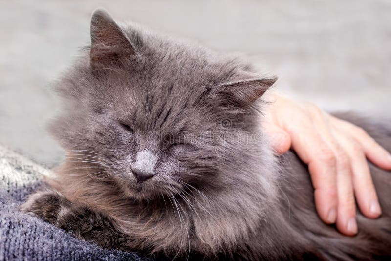 Женщина штрихует ее любимое серое cat_ стоковое фото Женщина штрихует ее любимое серое cat_ стоковое фото